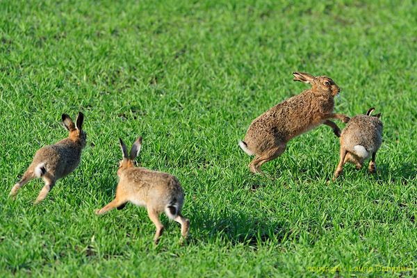 Brown Hare | National Wildlife Crime Unit | NWCU