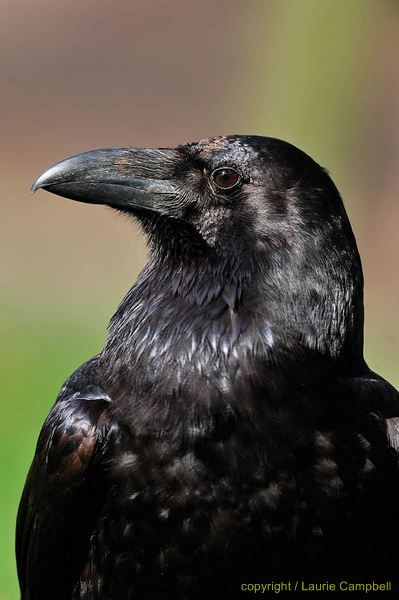 Bird of the Month – Raven | National Wildlife Crime Unit | NWCU