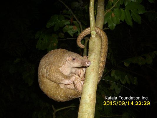 wild republic pangolin