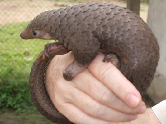 It’s World Pangolin Day! | National Wildlife Crime Unit | NWCU