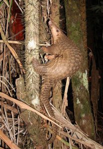 It’s World Pangolin Day!! Fun facts about the Sunda Pangolin | National